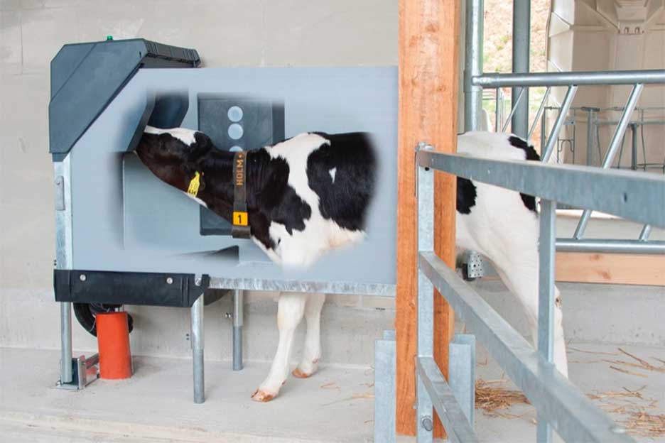 Auto Calf Feeder and Hygiene Station