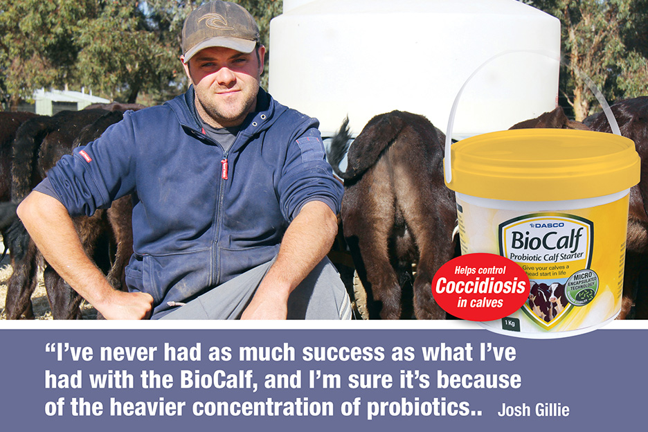probiotics biocalf calves 