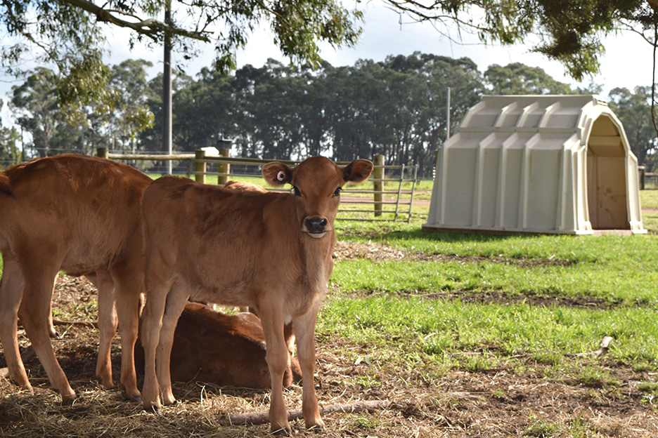 probiotics biocalf calves 