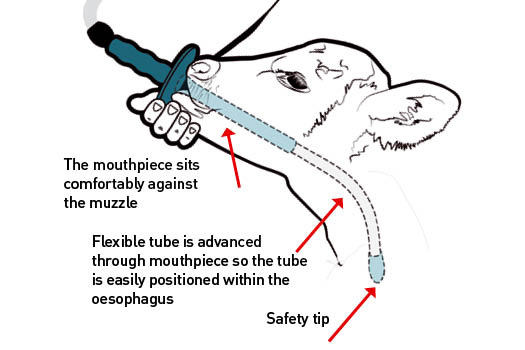 trusti tuber insertion calf mouth