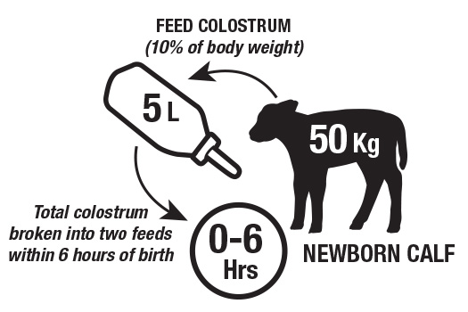 kwik start colostrum feed guide