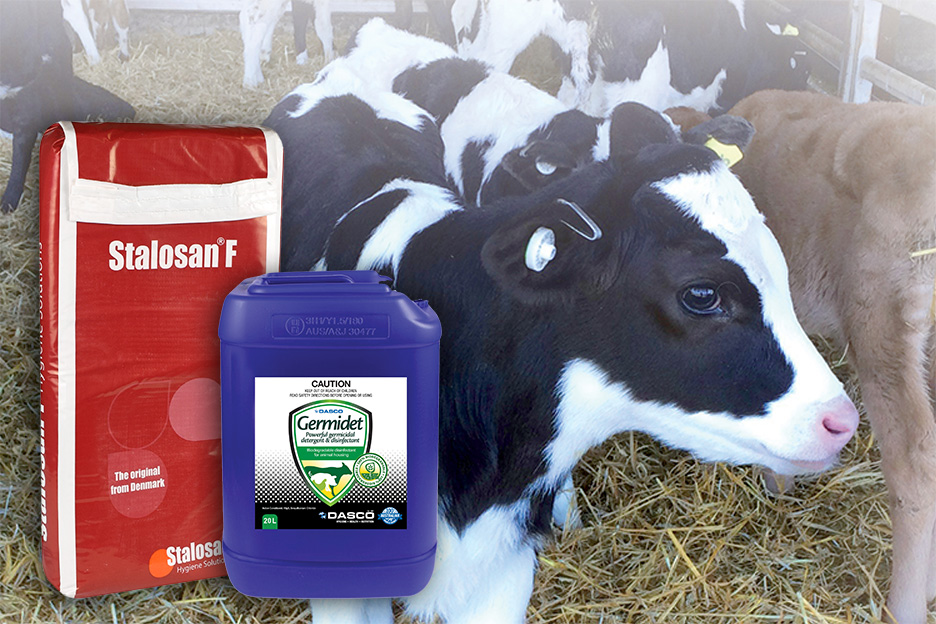 Calf Shed Hygiene - the challenge of keeping clean