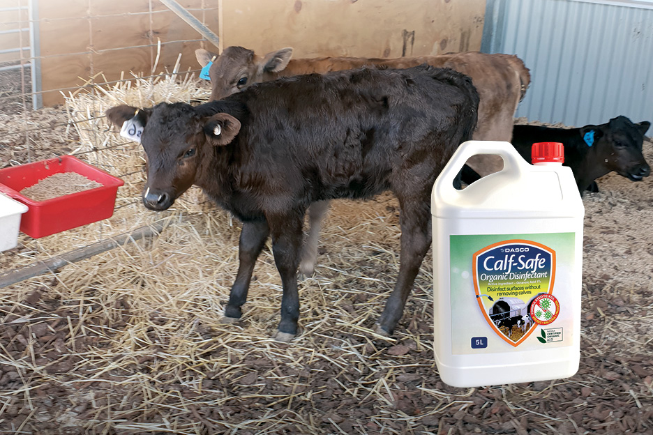 Calf safe organic disinfectant